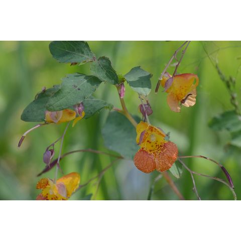 Impatiens capensis