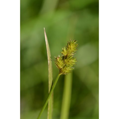 Carex deweyana