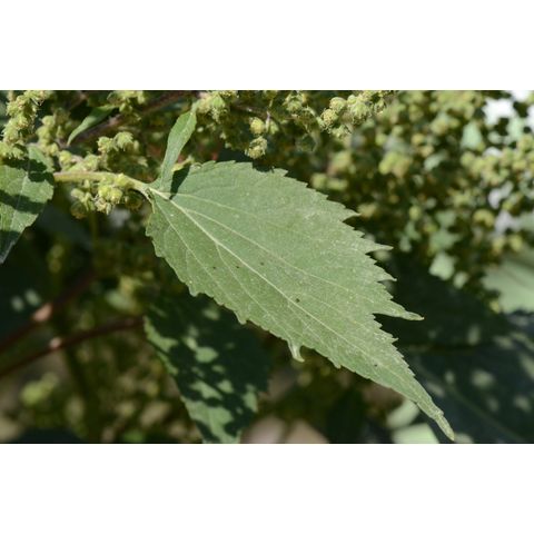 Cyclachaena xanthifolia