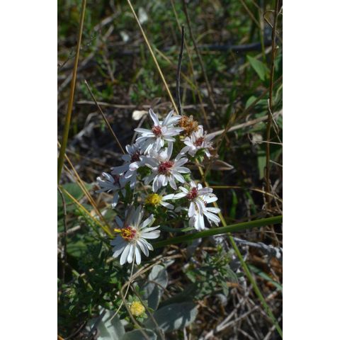 Symphyotrichum ericoides