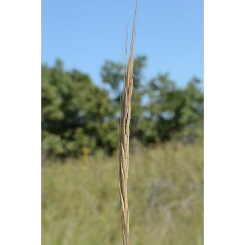 Elymus trachycaulus