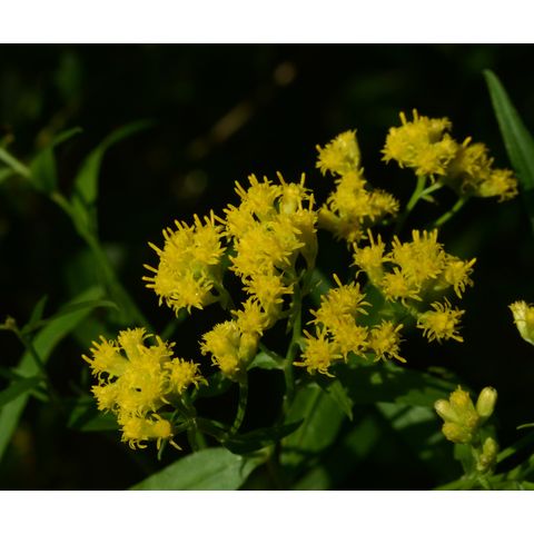 Euthamia graminifolia