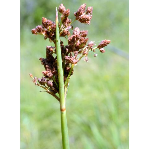 Schoenoplectus tabernaemontani