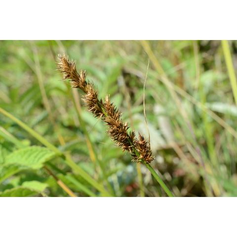 Carex sartwellii