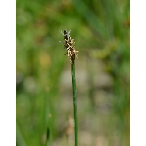Eleocharis macrostachya