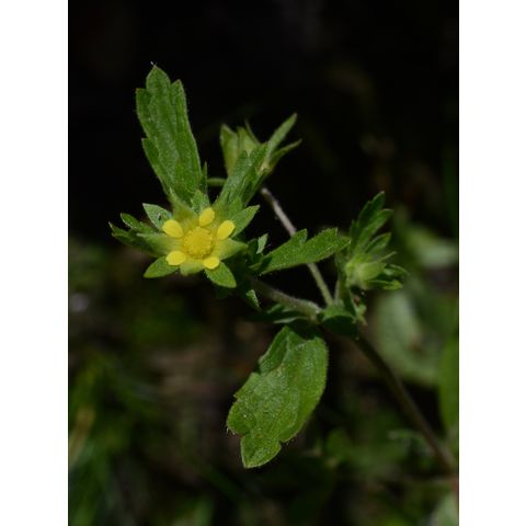 Potentilla rivalis