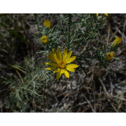 Machaeranthera pinnatifida