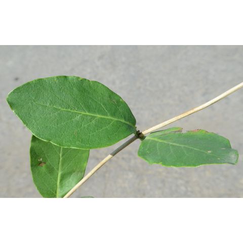 Lonicera dioica