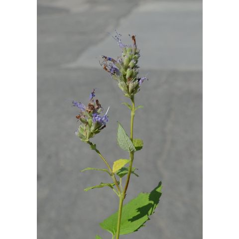 Agastache foeniculum
