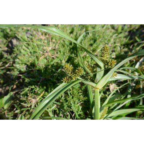 Cyperus squarrosus