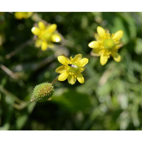 Ranunculus cymbalaria