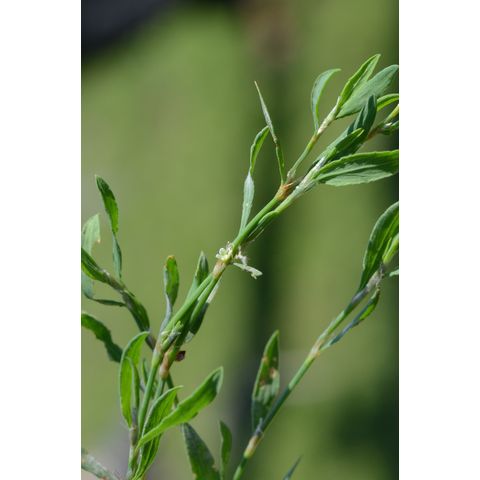 Polygonum aviculare