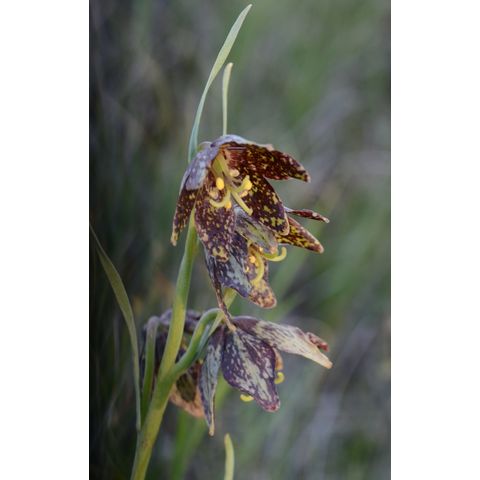 Fritillaria atropurpurea