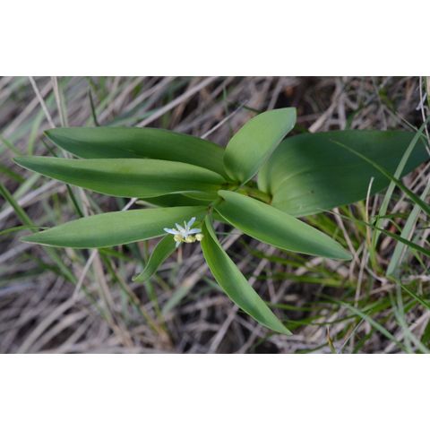 Maianthemum stellatum