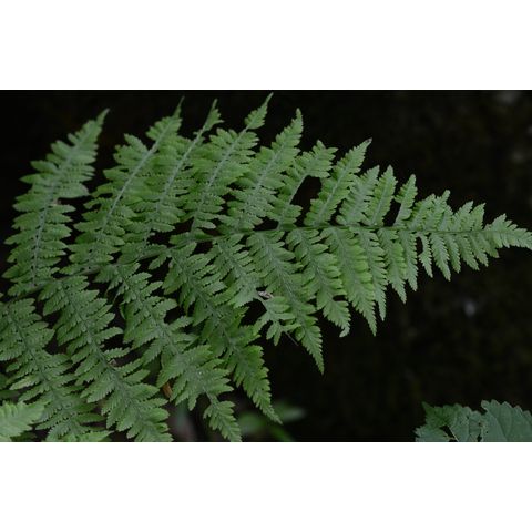 Athyrium filix-femina