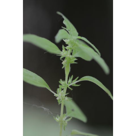 Parietaria pensylvanica