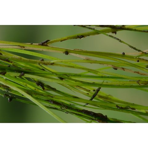 Stuckenia filiformis