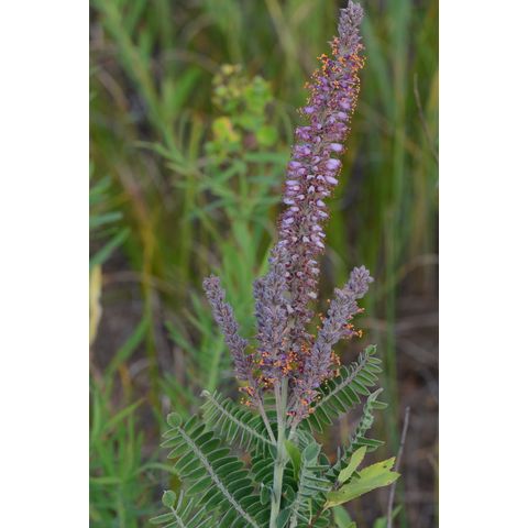 Amorpha canescens