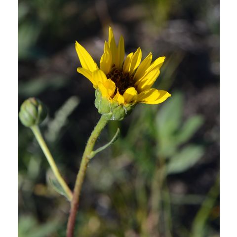 Helianthus pauciflorus