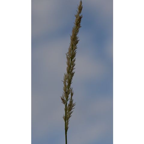 Calamagrostis canadensis