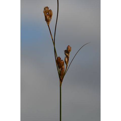 Juncus interior