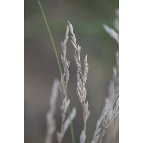 Poa pratensis