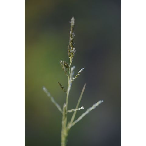 Muhlenbergia frondosa