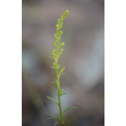 Solidago missouriensis