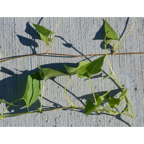 Polygonum convolvulus