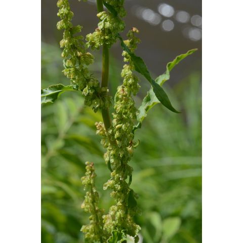 Rumex longifolius