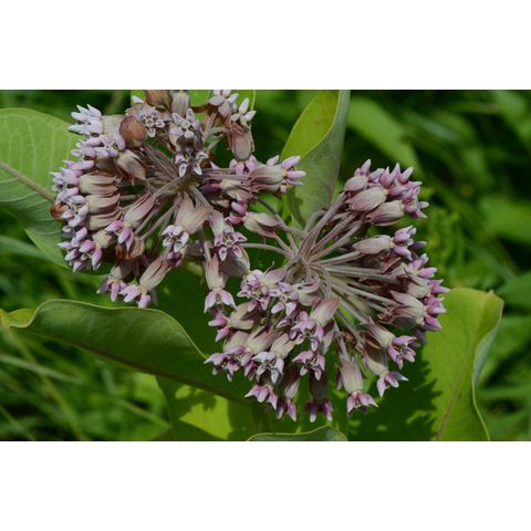 Asclepias syriaca