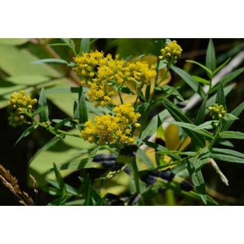 Euthamia graminifolia