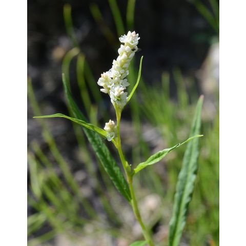 Polygonum persicaria