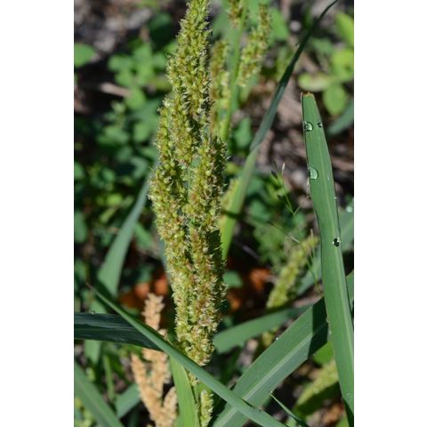 Echinochloa crusgalli