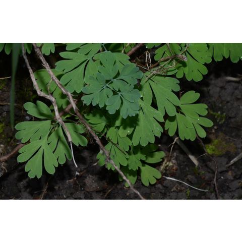 Corydalis aurea