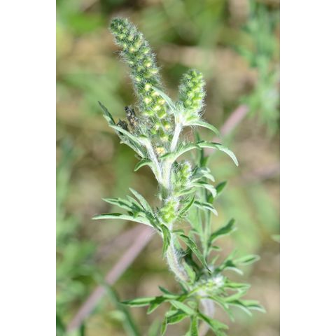 Ambrosia artemisiifolia