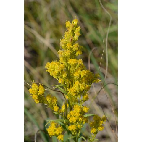 Solidago missouriensis