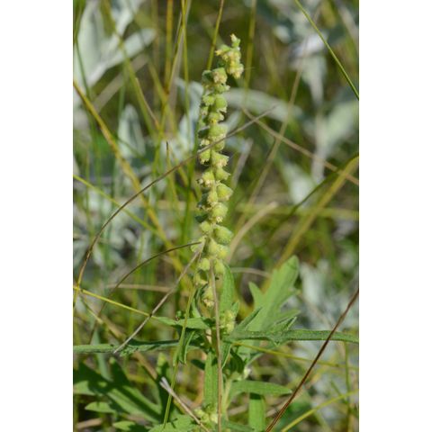 Ambrosia artemisiifolia