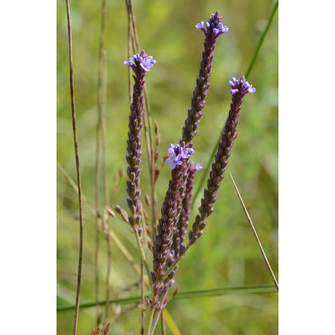 Verbena hastata