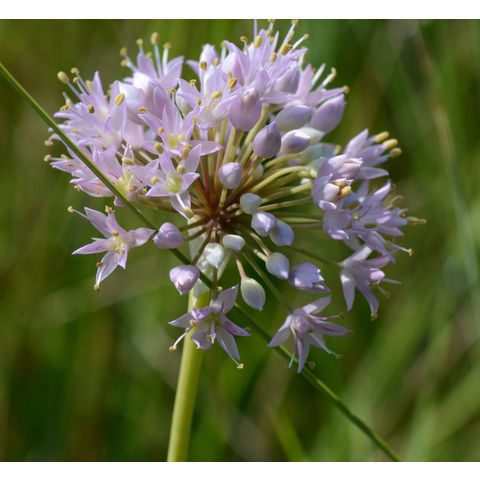 Allium stellatum