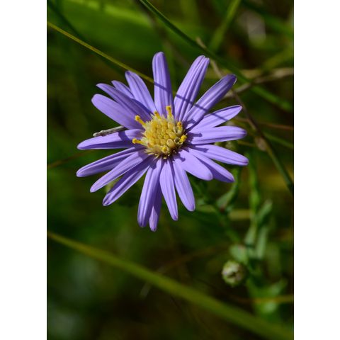 Symphyotrichum laeve