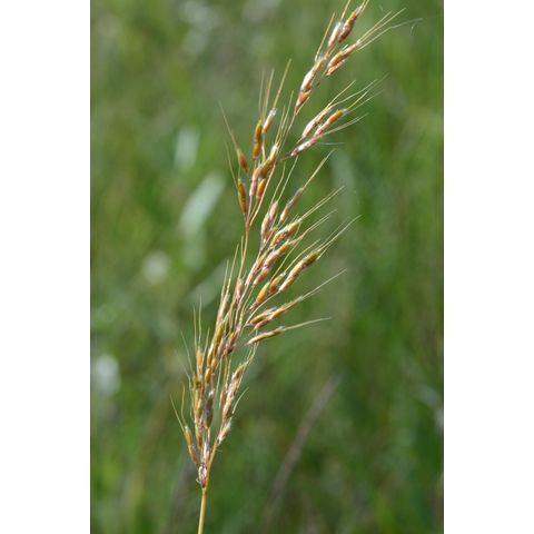 Sorghastrum nutans