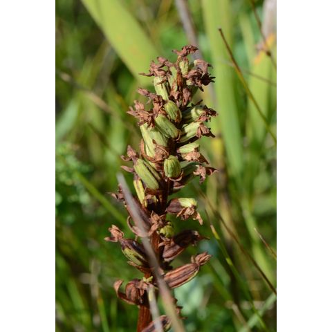 Platanthera aquilonis