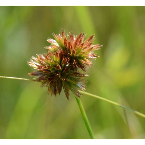Juncus nodosus