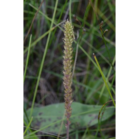 Plantago major