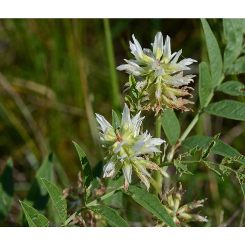 Glycyrrhiza lepidota