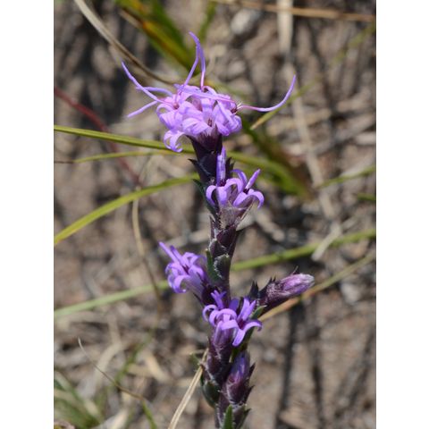 Liatris punctata