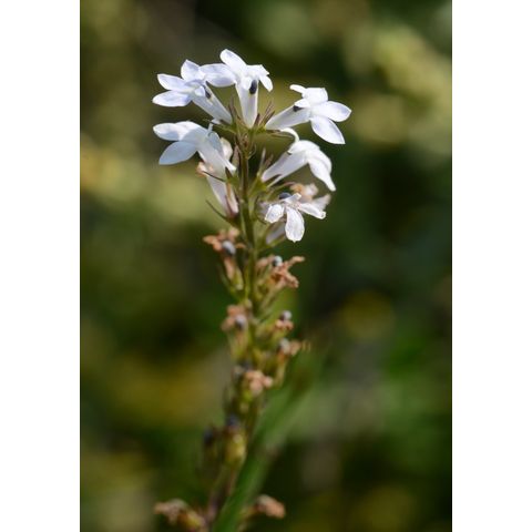 Lobelia spicata