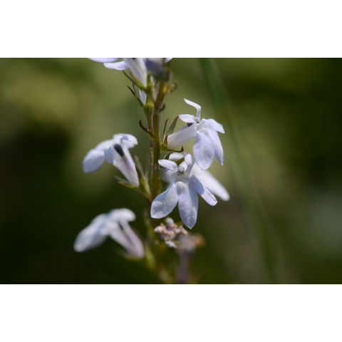 Lobelia spicata