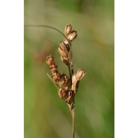 Juncus dudleyi